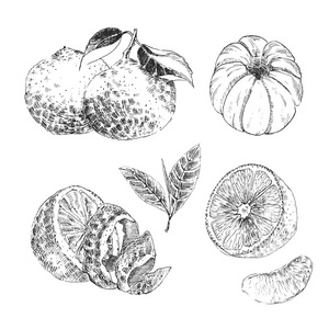 老式的墨迹手绘收集的柑橘类水果素描柠檬 橘子 橙