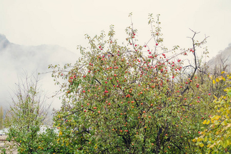 有薄雾背景的野苹果树
