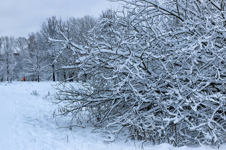 树公园冬雪