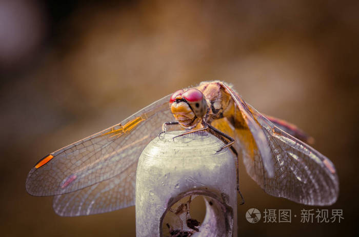 蜻蜓坐在金属棒上