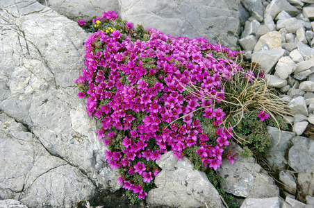 美丽的山花在春天里生长在岩石上。Tatr