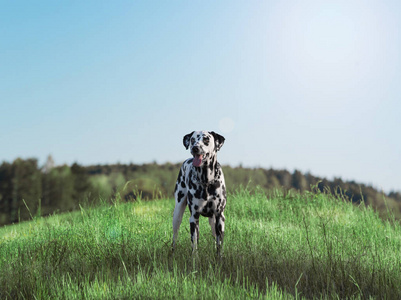 积极可爱斑点狗住在绿色的草原上