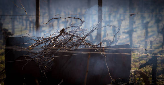 燃烧的葡萄在冬天, 葡萄园, Aoc 圣波尔多地区, 吉庾禅