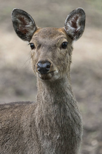 斑点的鹿特写肖像在野外捕获。野生动物与动物摄影