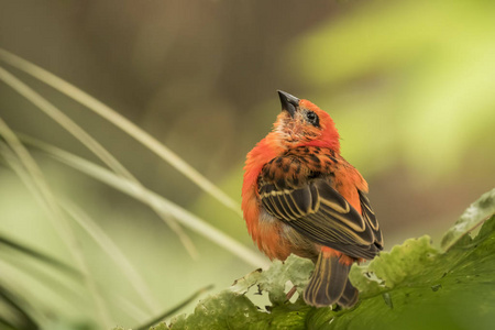 马达加斯加红 fody 鸟