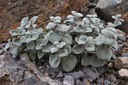 塔吉克斯坦植物 Alajja rhomboidea