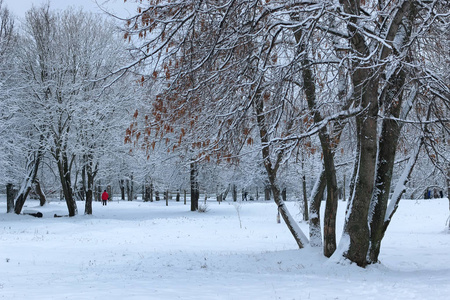 树公园冬雪