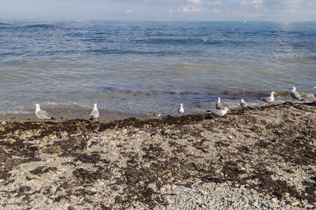 岸上有鹅卵石的海鸥从海里钓到鱼