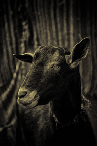 绵羊在农场为动物, 细节哺乳动物动物, 家畜, 羊毛并且牛奶生产
