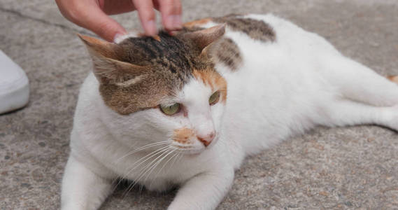 女手抚摸街头猫