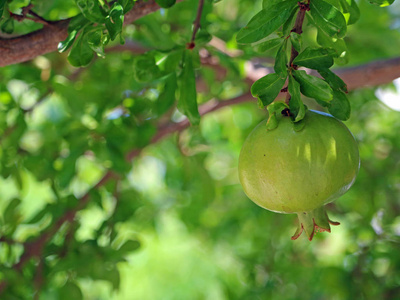 天然石榴天然叶 bukeh 树枝上的绿石榴果照片