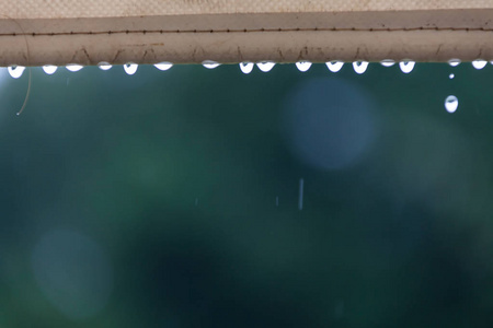 潮湿的雨天在树林里图片