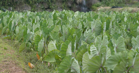 芋头绿厂关门