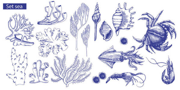 一套海洋居民和珊瑚。矢量插图