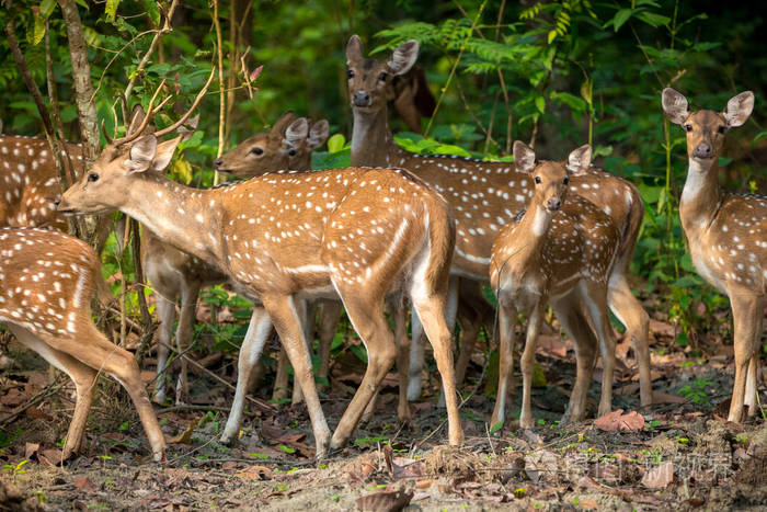 野生动物和动物照片.日鹿鹿日本