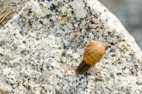 孤独的蜗牛在一块石头上