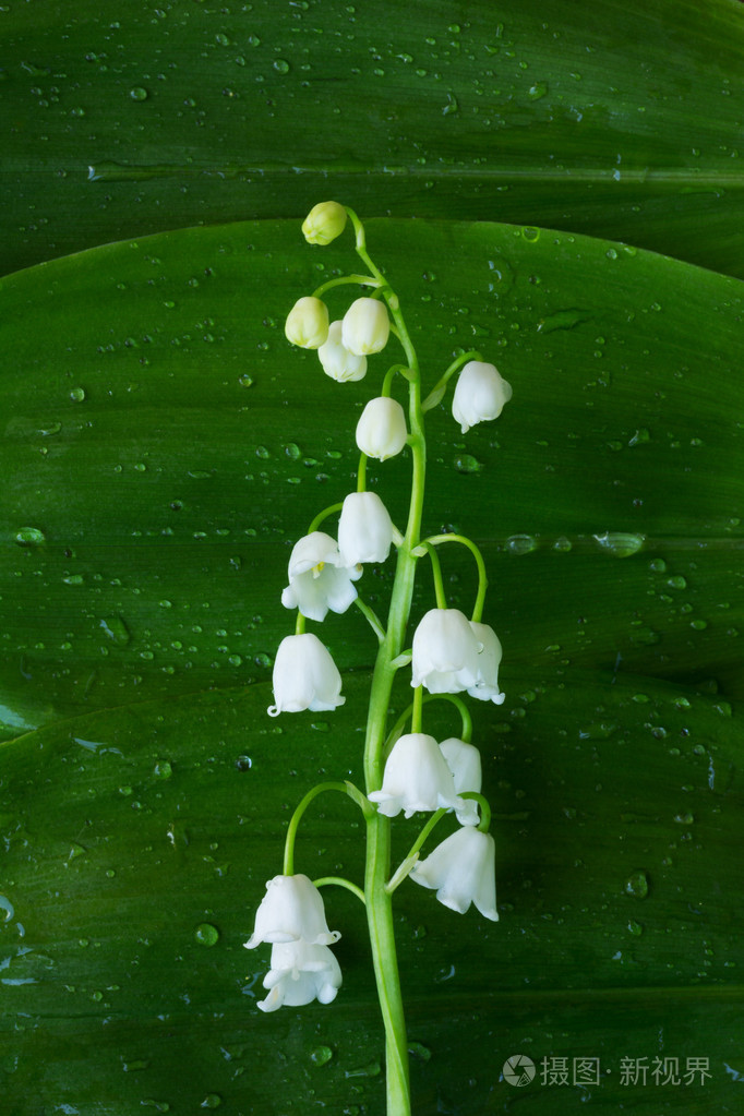 白花铃兰的绿叶在背景上的水滴