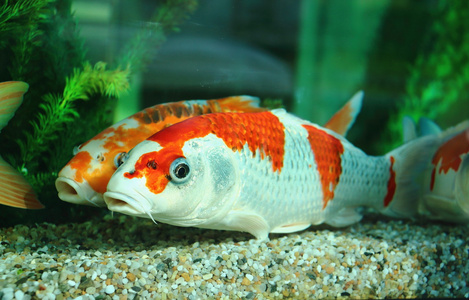 在水族馆的大镜鲤图片