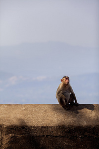 在南印度的猴子