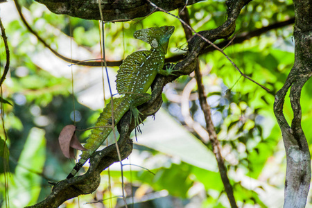 羽毛蛇怪 Basiliscus plumifrons, 也被称为绿色蛇怪在附近的森林中的财神, 哥斯达黎加