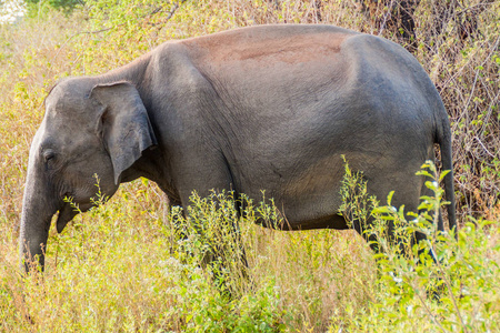 斯里兰卡大象 亚洲象属 在斯里兰卡 Uda Walawe 国家公园