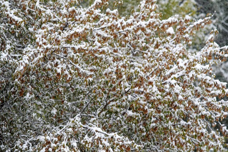 树上的绿叶雪