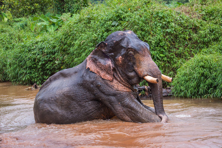 Elefant 坐在雨克山森林保护区的河流