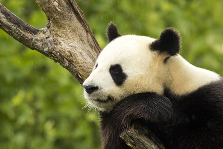 伟大的熊猫大熊猫睡着了图片