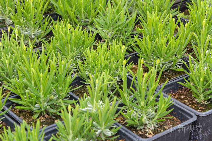 小薰衣草幼苗在花盆里照片-正版商用图片0q9vv1-摄图新视界