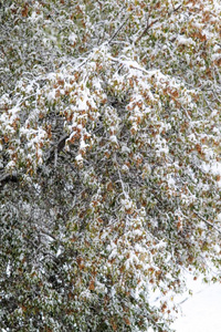 树上的绿叶雪