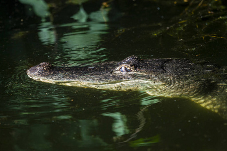 一只成年鳄鱼潜伏在水位以上, 双眼可见
