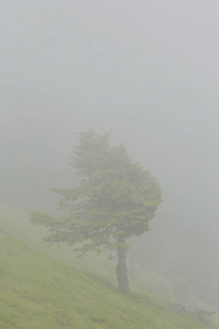 在欧洲阿尔卑斯山的夏季风景, 与戏剧性的雾云