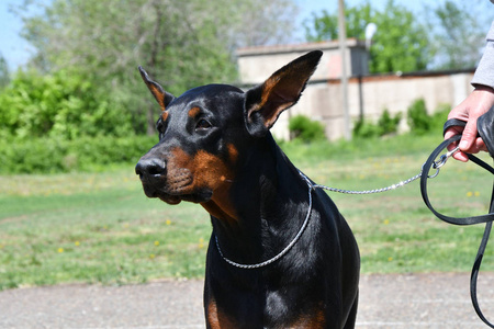 一只狗在夏日的清晨散步中繁殖着猎犬