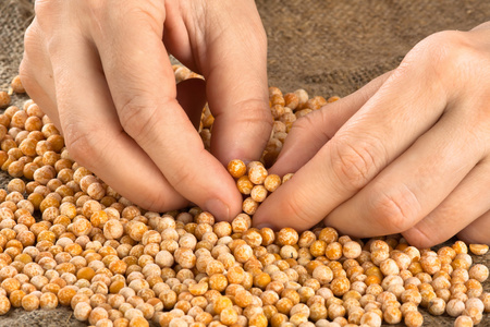 手整理出黄色干豌豆照片