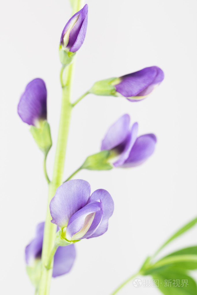 紫色的豆科植物 花儿照片 正版商用图片0qa095 摄图新视界