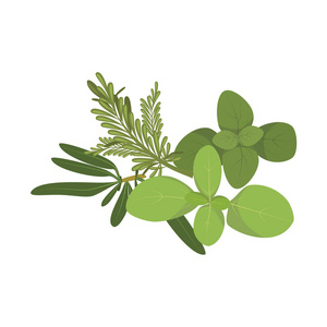 草本和种类系列照片