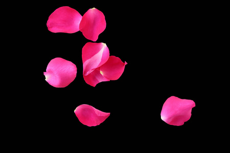 孤立在黑色背景上的粉红色玫瑰花瓣