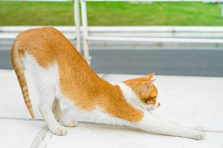 分离出的白色光棕色猫瑜伽的肖像