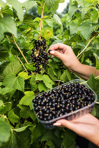 黑醋栗种植工程师在花园里工作收获, 女人与盒子的浆果