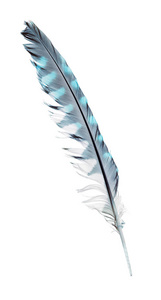 白色背景下分离的蓝色羽毛斑叶