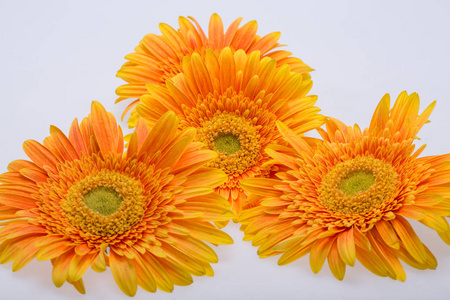 白色背景微妙的橙色非洲菊花红色菊花在橙色黄色背景.
