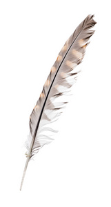 白色背景下分离的猎鹰羽毛斑叶