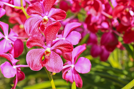 美丽的兰花花