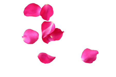 孤立在白色背景上的粉红色玫瑰花瓣