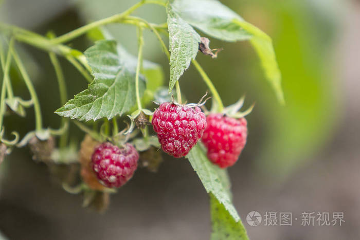 关闭了由夏季太阳生长的树枝, 美丽成熟的红色多汁的覆盆子与新鲜的绿叶在明亮的光模糊复制空间背景。农业农业健康食品