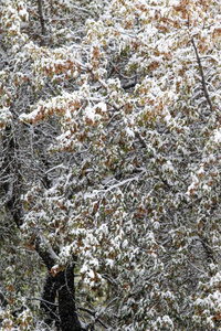 树上的绿叶雪