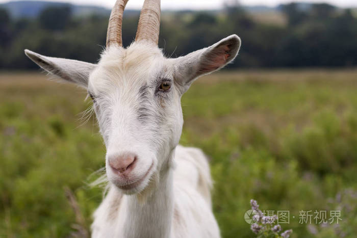 特写肖像的漂亮的白色毛茸茸的胡子山羊长角在明亮的阳光明媚的温暖的