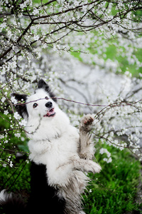 边境牧羊犬在春天