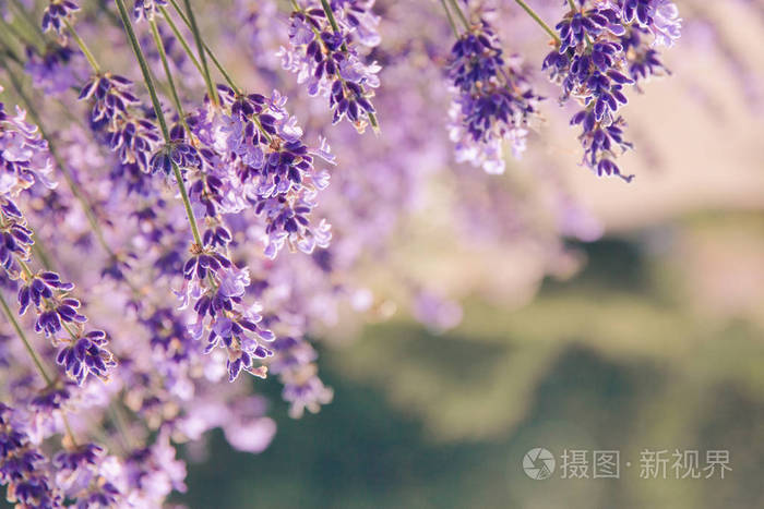 薰衣草鲜花盛开 紫色花背景 温柔的薰衣草花照片 正版商用图片0qabed 摄图新视界