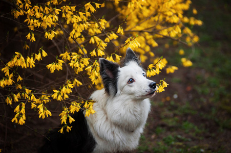 春天的边境牧羊犬肖像